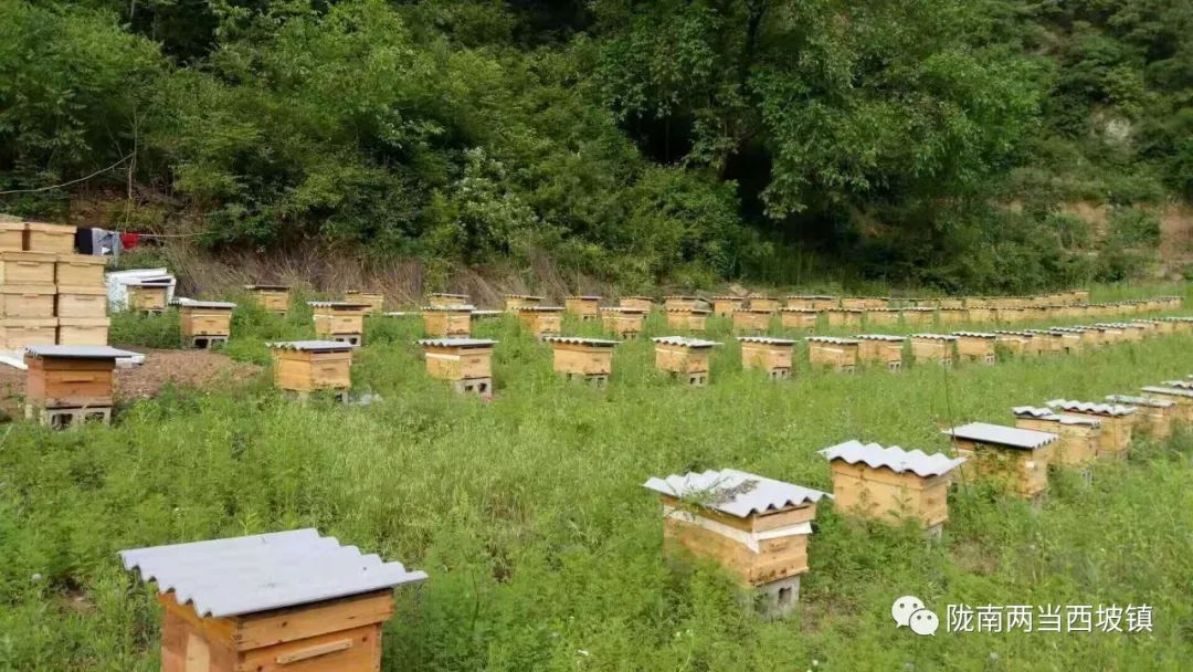 合作社带头贫困户增收,农民专业合作社带动贫困户分红