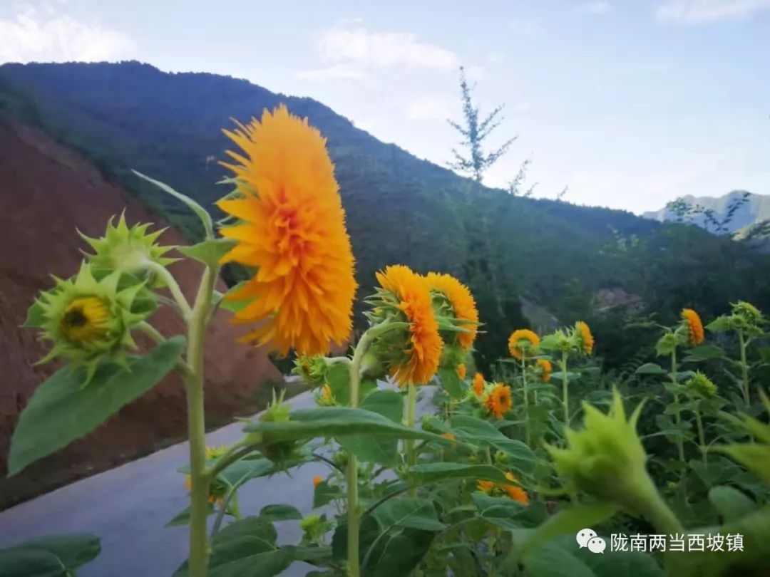 合作社带头贫困户增收,农民专业合作社带动贫困户分红