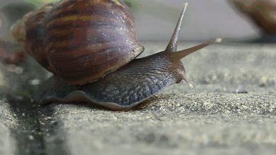 碰了非洲大蜗牛会有什么症状,雨后出现的大蜗牛千万别碰新闻