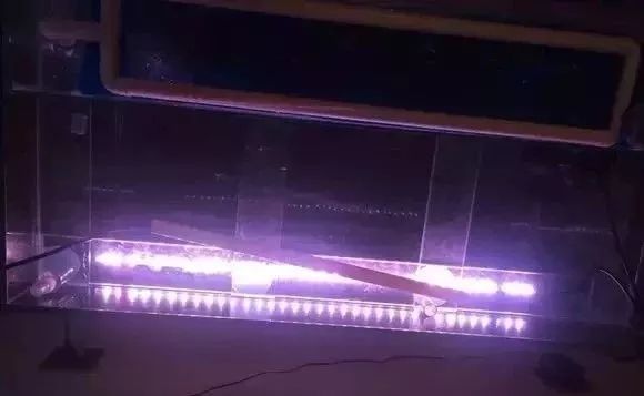 罗汉鱼开缸全过程,罗汉缸需要多少钱