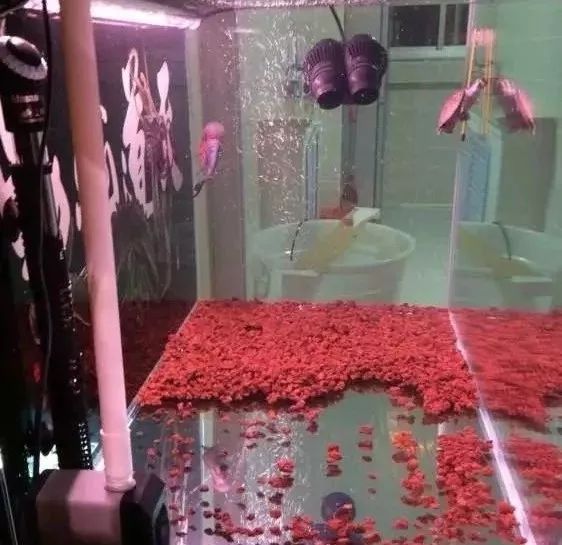 罗汉鱼开缸全过程,罗汉缸需要多少钱