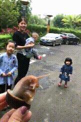 雨后常见的大蜗牛有什么危害,深圳雨后的大蜗牛是保护动物吗