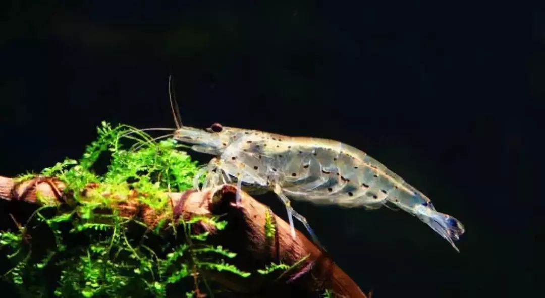 草缸观赏虾品种与养殖,观赏虾哪种在草缸里最好看