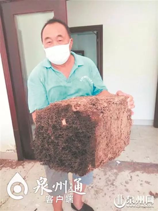 小心毒虫视频,警惕这种虫有人被咬后差点没命