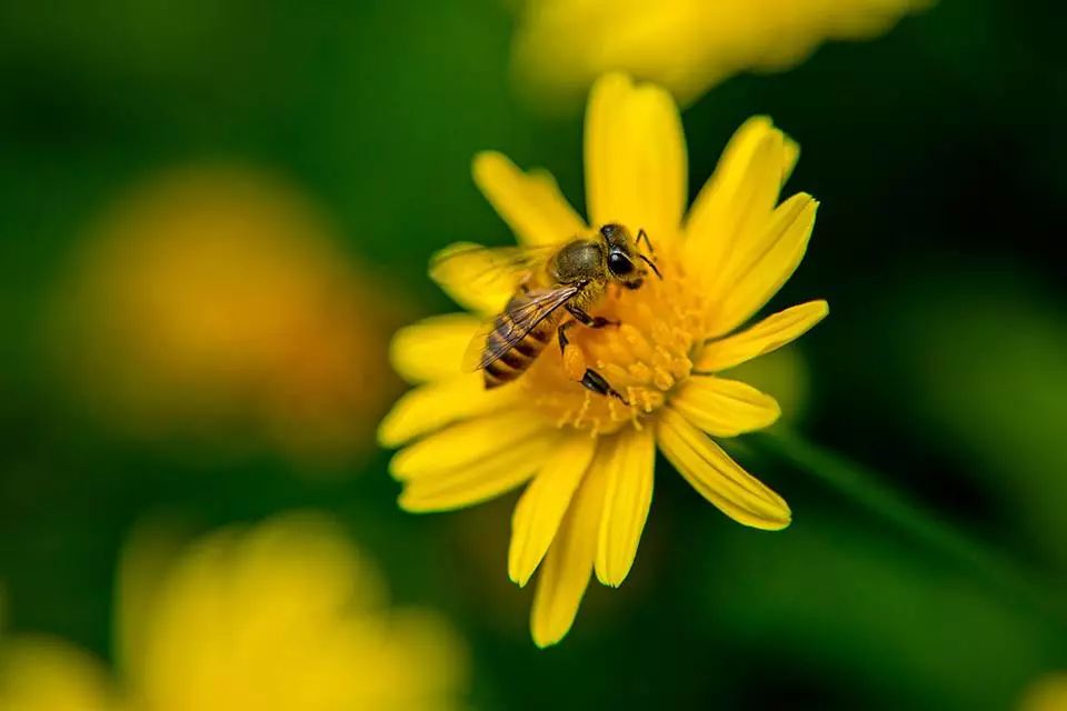 新西兰草本植物精华,新西兰精华液护肤品