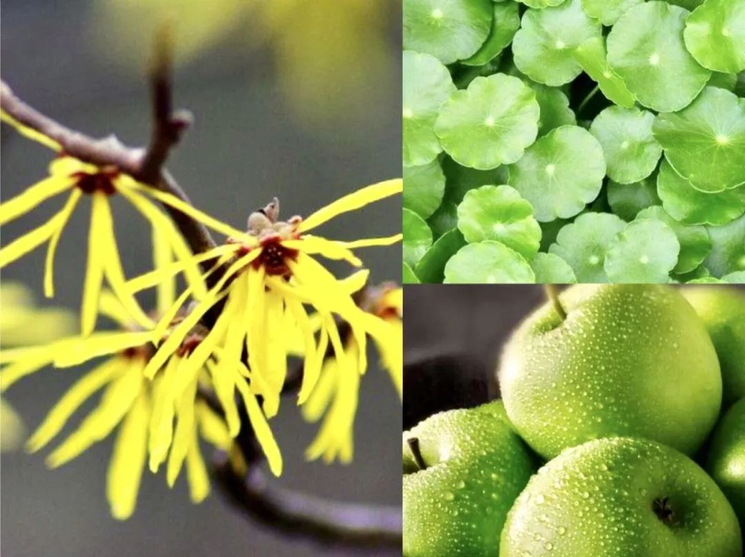 新西兰草本植物精华,新西兰精华液护肤品