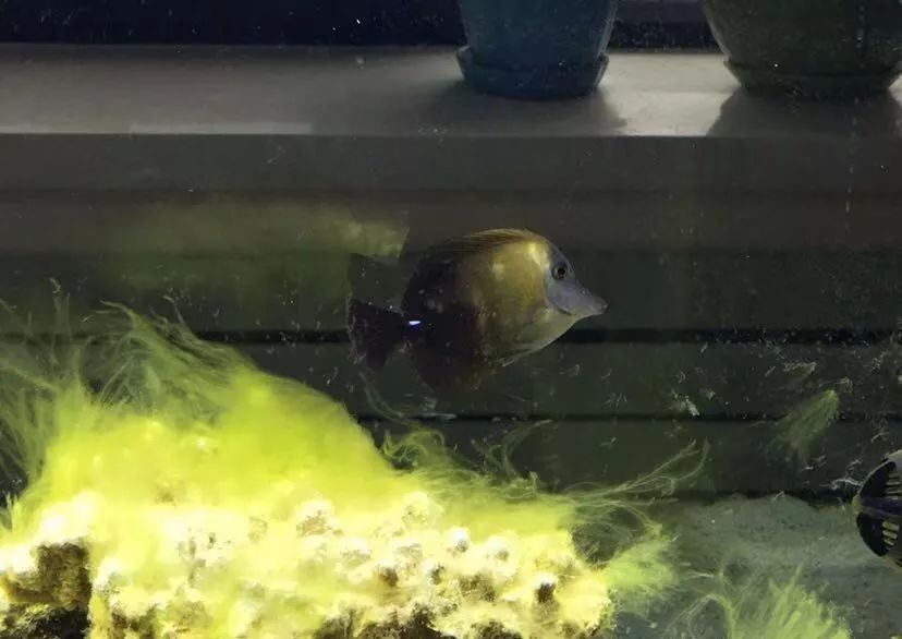 刚开缸爆藻的原因,爆藻期间藻断了