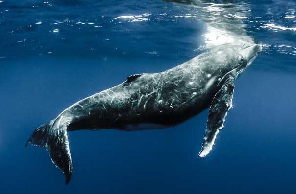 跟哪吒有关的动物,真正有哪吒吗