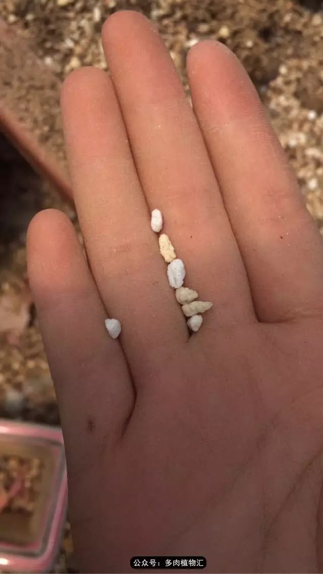 韩国多肉怎么买才好看,韩国多肉和国内有什么区别