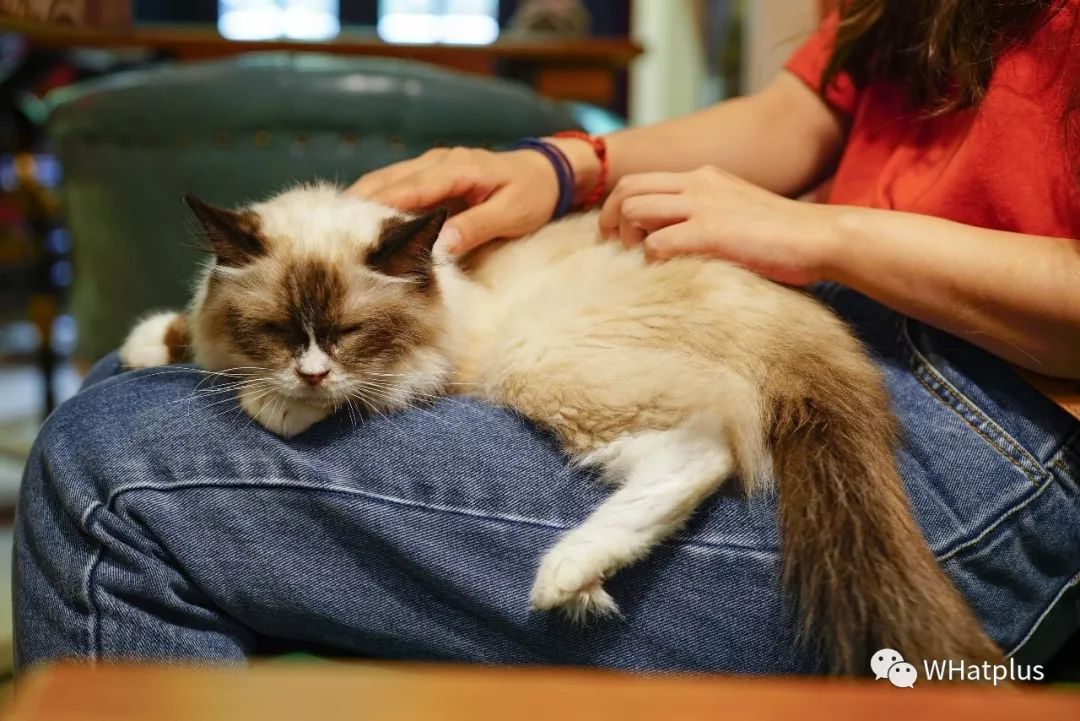 5家猫咖店200只猫，这对夫妻治愈无数武汉人