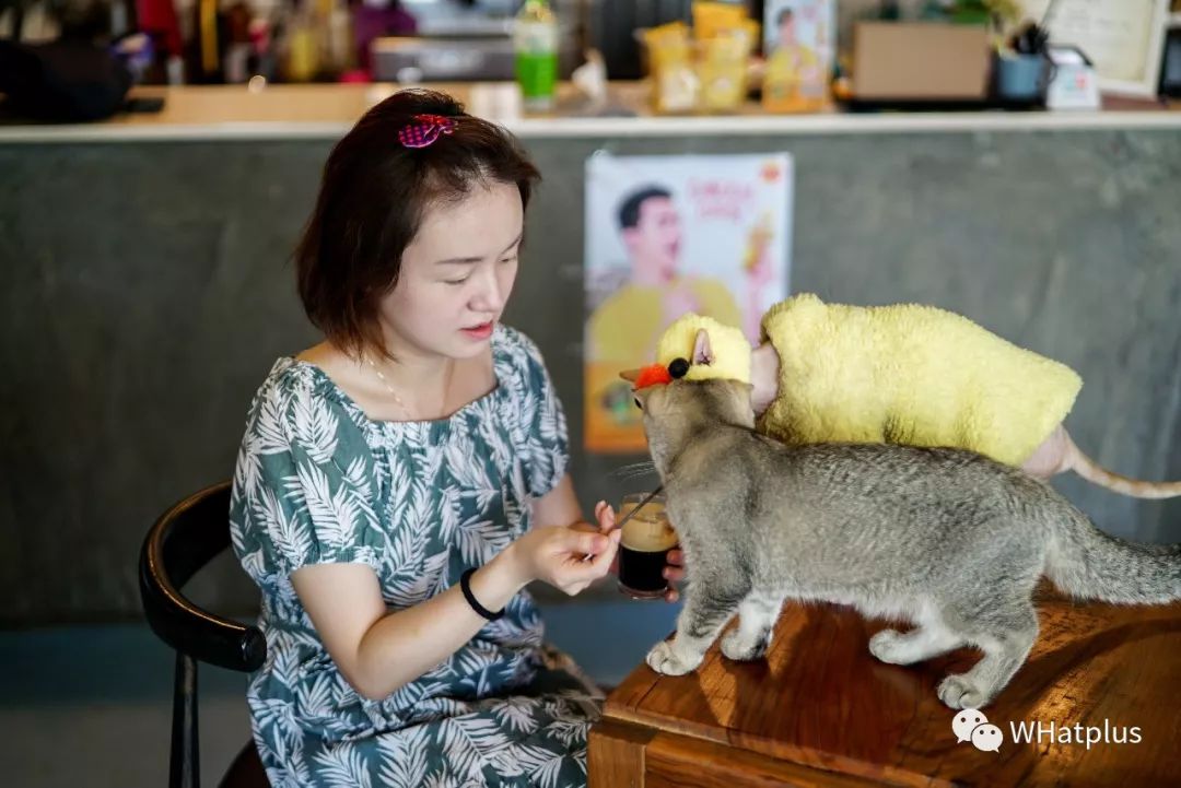 5家猫咖店200只猫，这对夫妻治愈无数武汉人