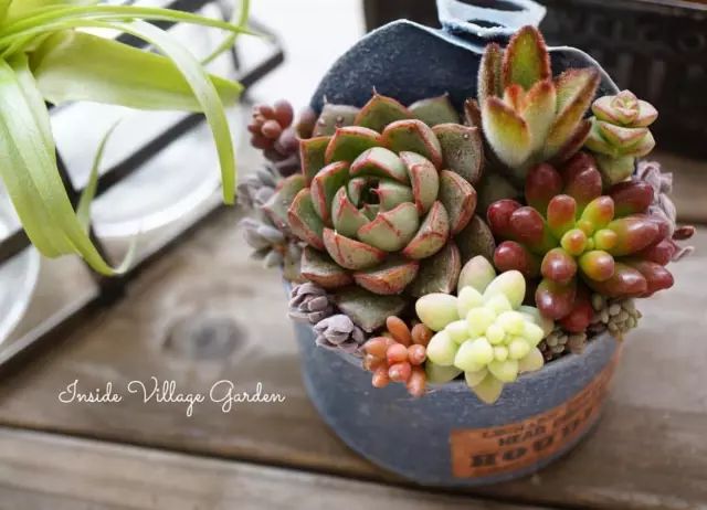 当破铜烂铁碰上多肉，这美度居然还能翻倍