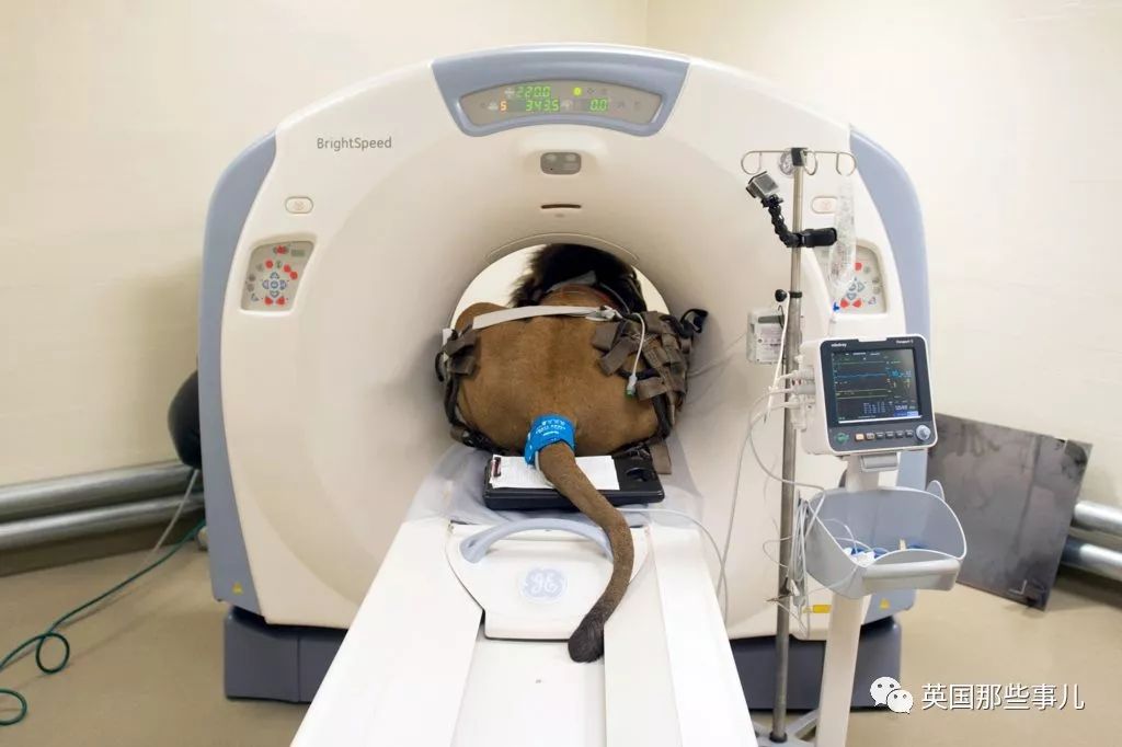 动物生病怎么做ct (动物生病做ct)