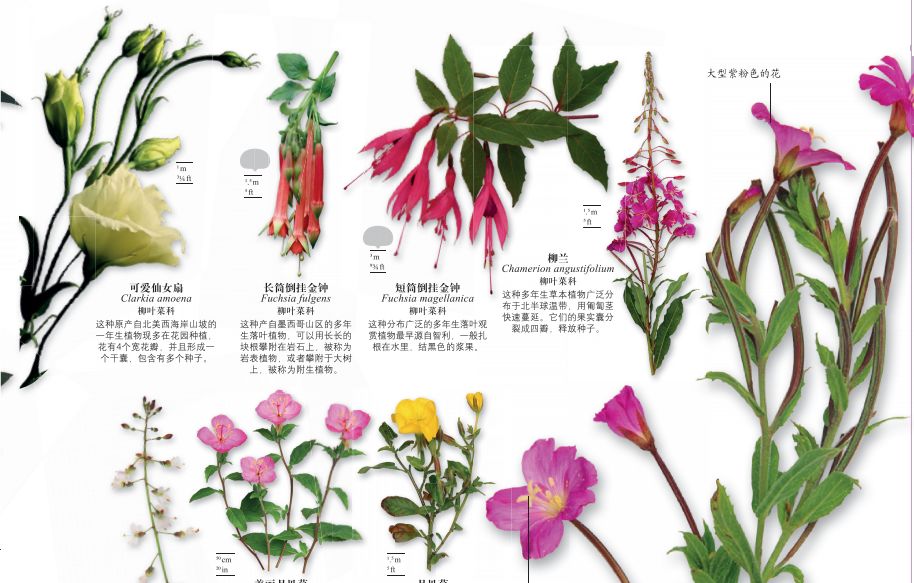 dk博物大百科有没有必要买,dk博物大百科火爆