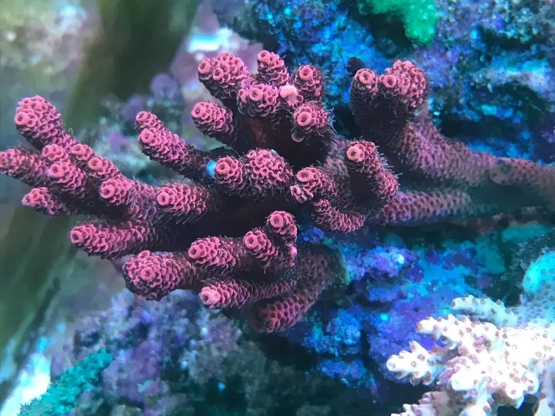 一周才打理一次的90骨缸，这状态我不信