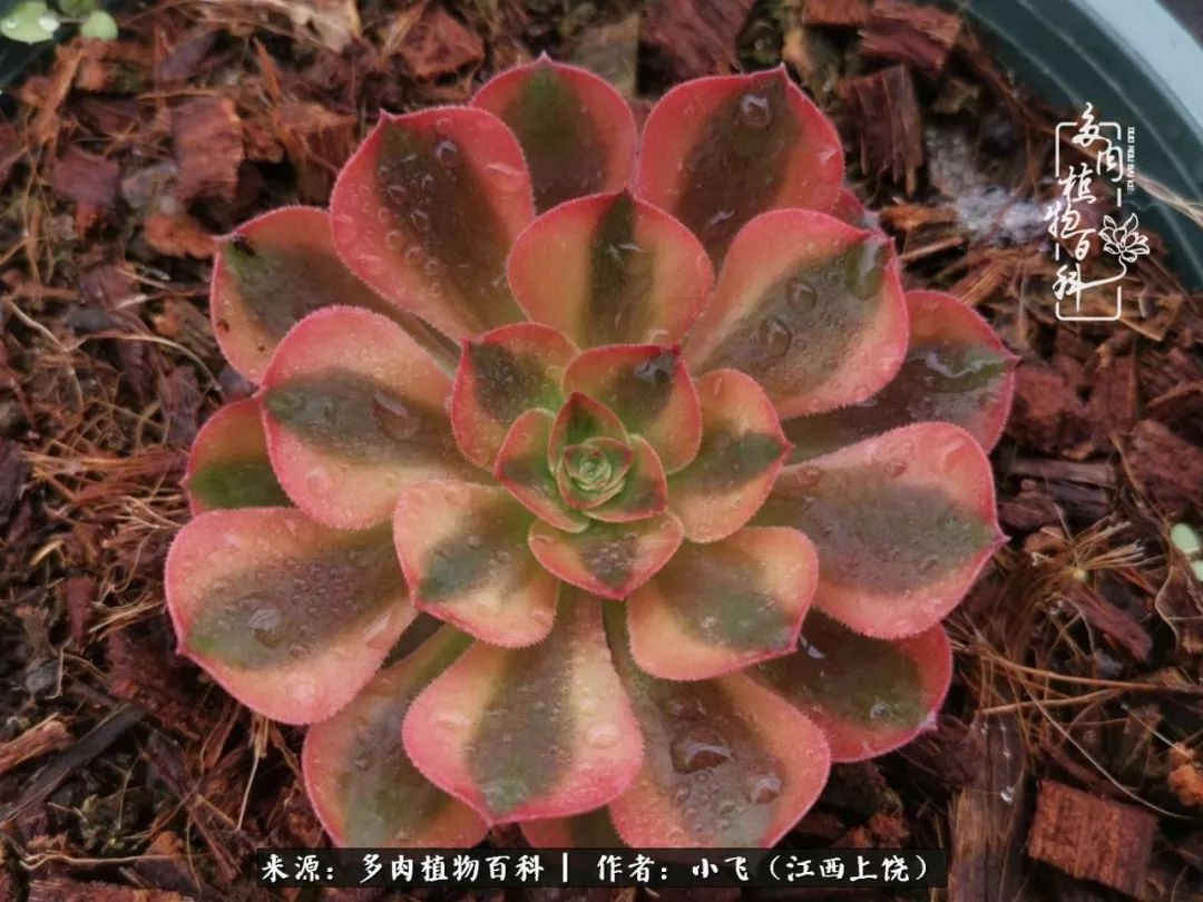 多肉法师品种科普之常见法师锦,法师多肉新品种锦光辉