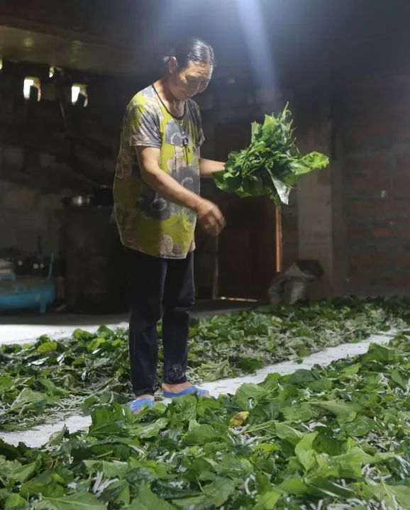贵州荔波县哪些农业项目,荔波种植什么最赚钱