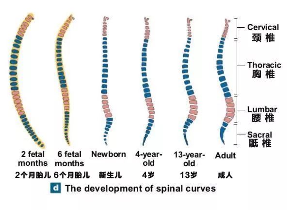 背书包驼背怎么纠正,小孩背书包导致驼背怎么矫正