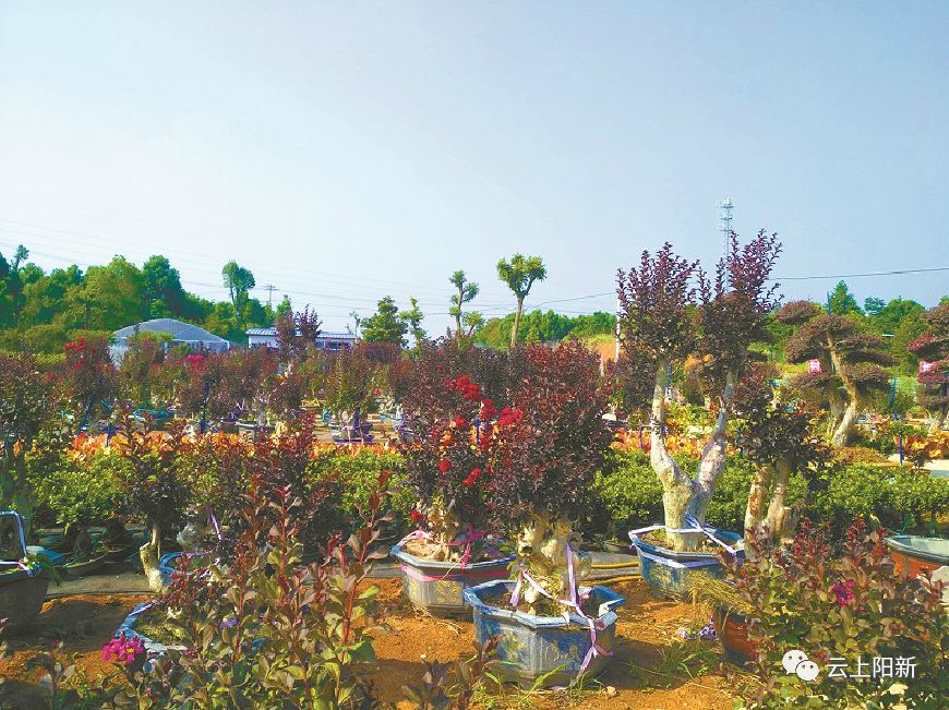 阳新核心区规划,阳新县城东新区发展规划