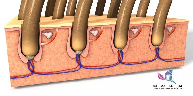 鬼剃头究竟是怎么回事,鬼剃头是谁发现的