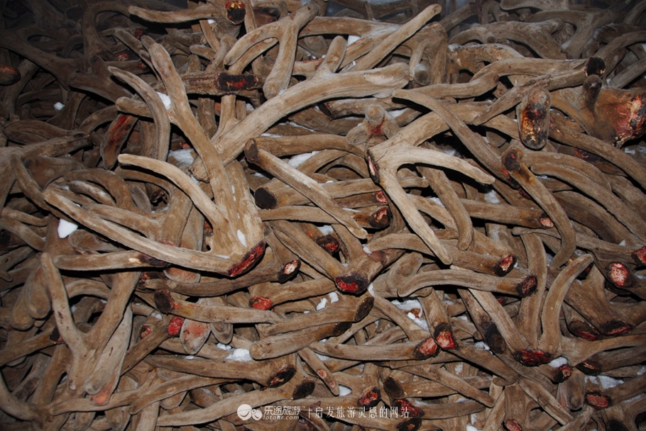 来到吉春制药，才饮“鹿司令”，又尝“太后餐”