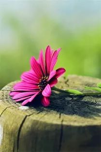 二年级摘抄排比句100条,排比句气势如虹