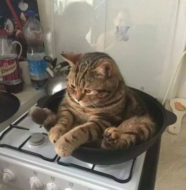 千万别养猫,来自万千网友的血泪控诉