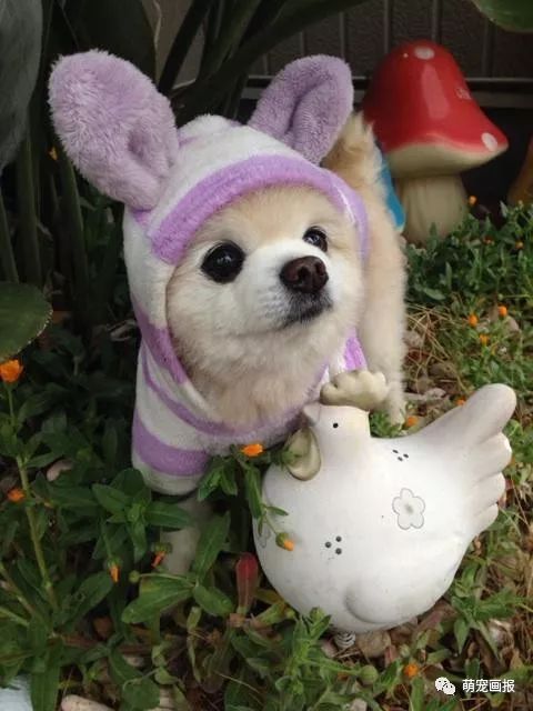 博美犬俊介君,日本博美犬俊介君