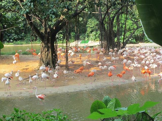 广东长隆亲子游推荐4-5天游,北京到广州长隆攻略亲子游三天