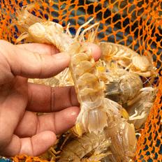 搬来个舟山「海鲜市场」！佛手、胭脂、大米鱼…你爱吃的海鲜从挑到做全get