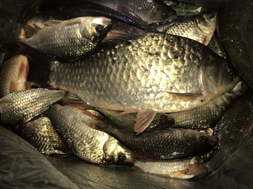 水库夜钓鲤鱼草鱼视频,水库夜钓大鲤鱼
