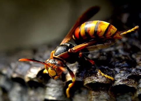 常见毒虫致命,遇到这些毒虫怎么自救