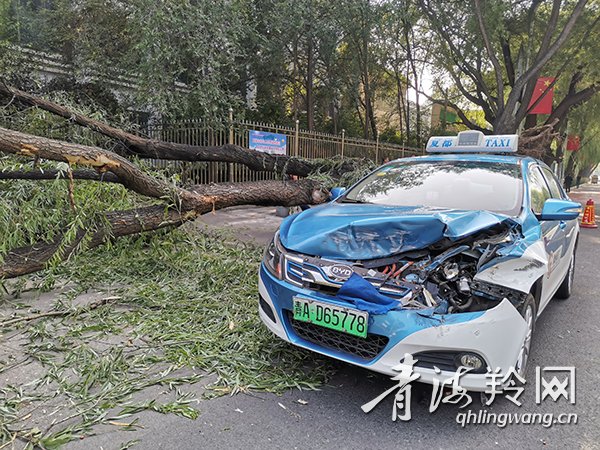 昨日凌晨出租车撞上横卧的大榆树
