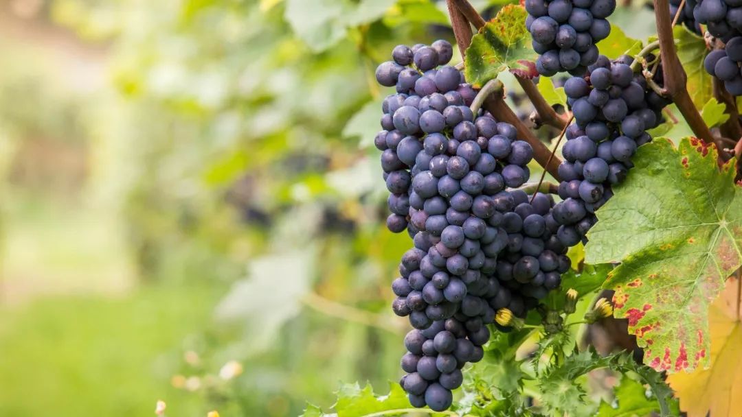 葡萄上有黑点洗不掉是咋回事,葡萄上有白霜怎么能洗掉