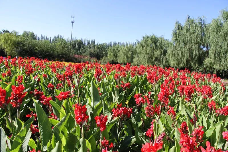 包头花海景点,包头花海美景