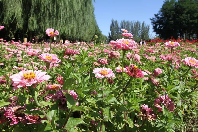 包头花海景点,包头花海美景