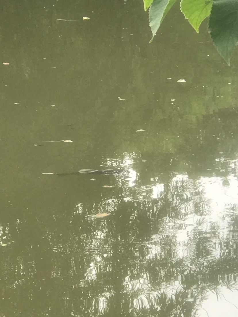 钓罗非防小罗非闹窝,钓罗非怎么避小罗非闹窝