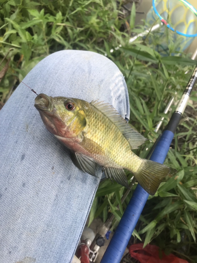 钓罗非防小罗非闹窝,钓罗非怎么避小罗非闹窝