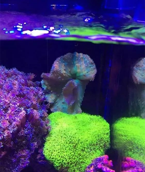 40方缸用背滤,小尺寸背滤