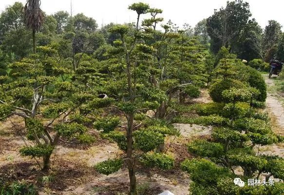 最适合做造型苗的10大树种