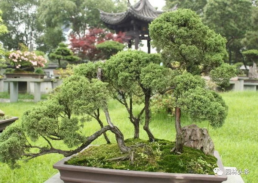 最适合做造型苗的10大树种