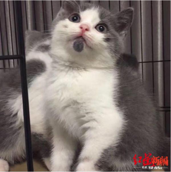 花万元克隆宠物猫狗,女子克隆宠物狗