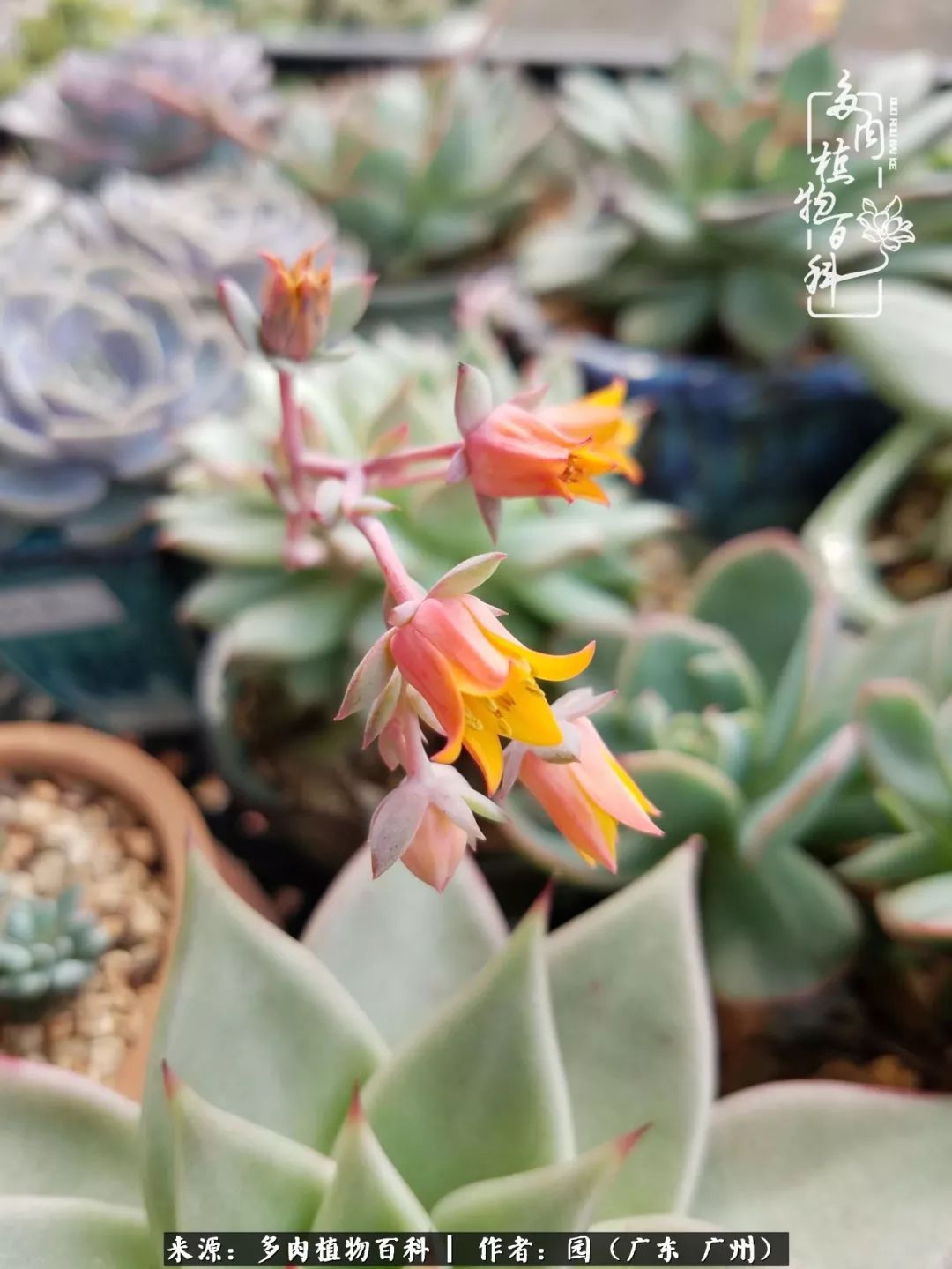 多肉粉色仙人球开花图片,开花最好看的多肉仙人球