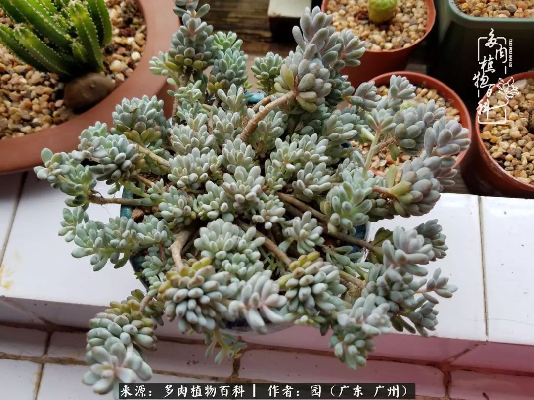 多肉粉色仙人球开花图片,开花最好看的多肉仙人球