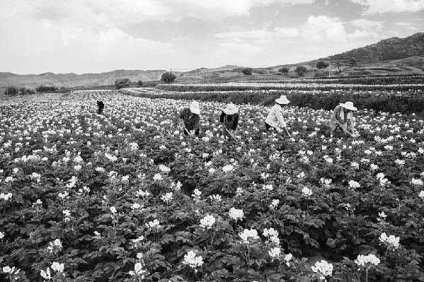土豆花开普惠,小小马铃薯致富大产业