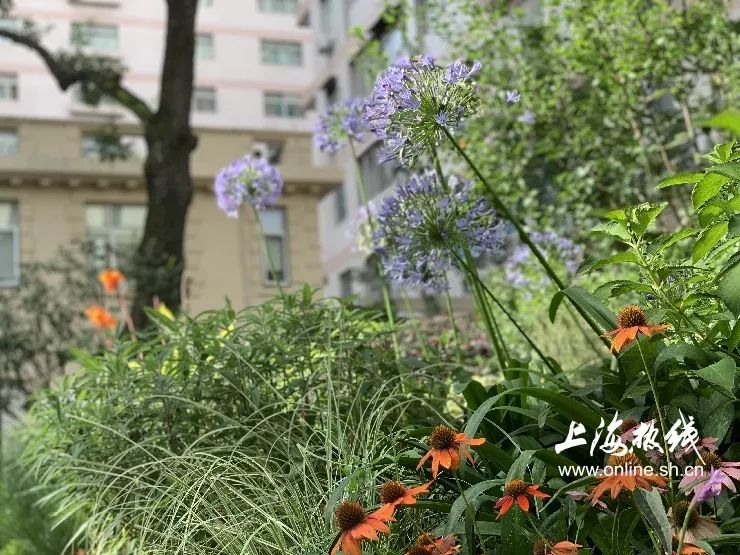 TA藏在静安,可能是市中心最袖珍公园,重温老上海的儿时记忆