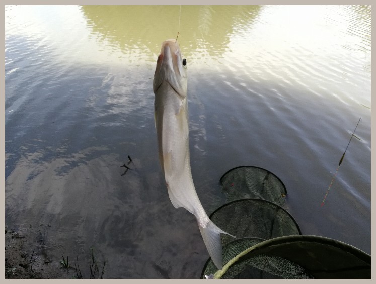 异地最后一次作钓，江鳊鱼获全部送邻居