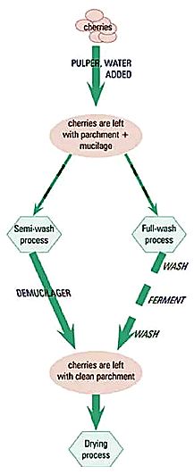 咖啡亲身体验制作过程,咖啡采摘方式及具体操作过程