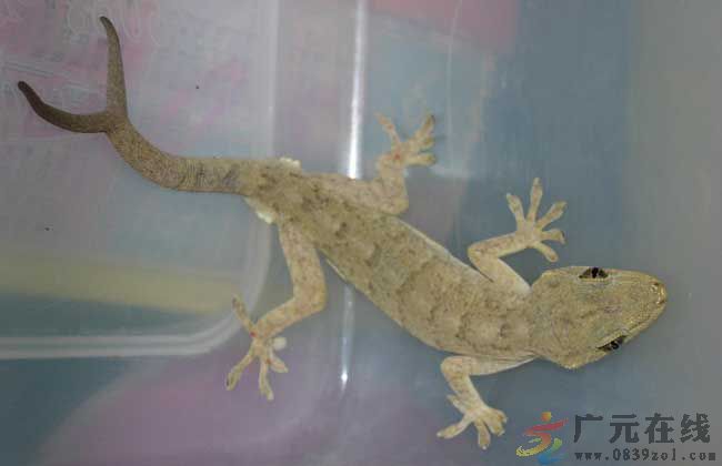 小孩被壁虎咬了怎么办,被壁虎咬伤了怎么办