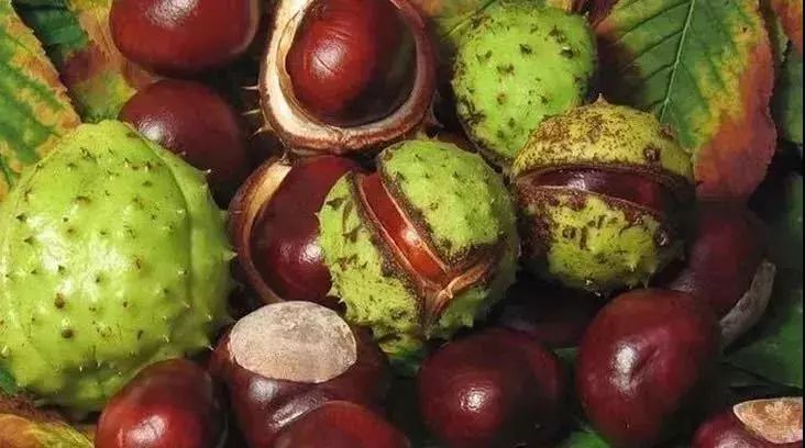 关节膏德国,关节按摩膏德国